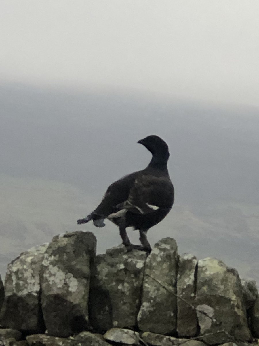 julian russell tweet media