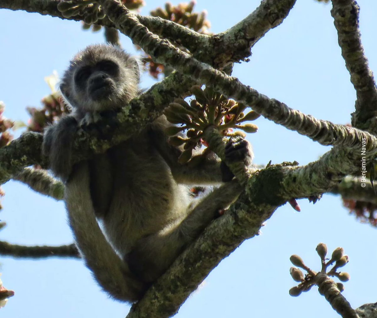 #CerroAzul el principal pulmón de Guayaquil, tiene una abundante fauna Tigrillos, Monos Aulladores, cabeza de mate, Papagayos, Loros, Oso hormiguero. Etc.
Este tesoro natural debe ser Área Protegida <a href="/EcuadorMAE/">Ministerio de Ambiente y Energía</a>
Firma y comparte ✍️🔄
change.org/Cerro_Azul_Are…