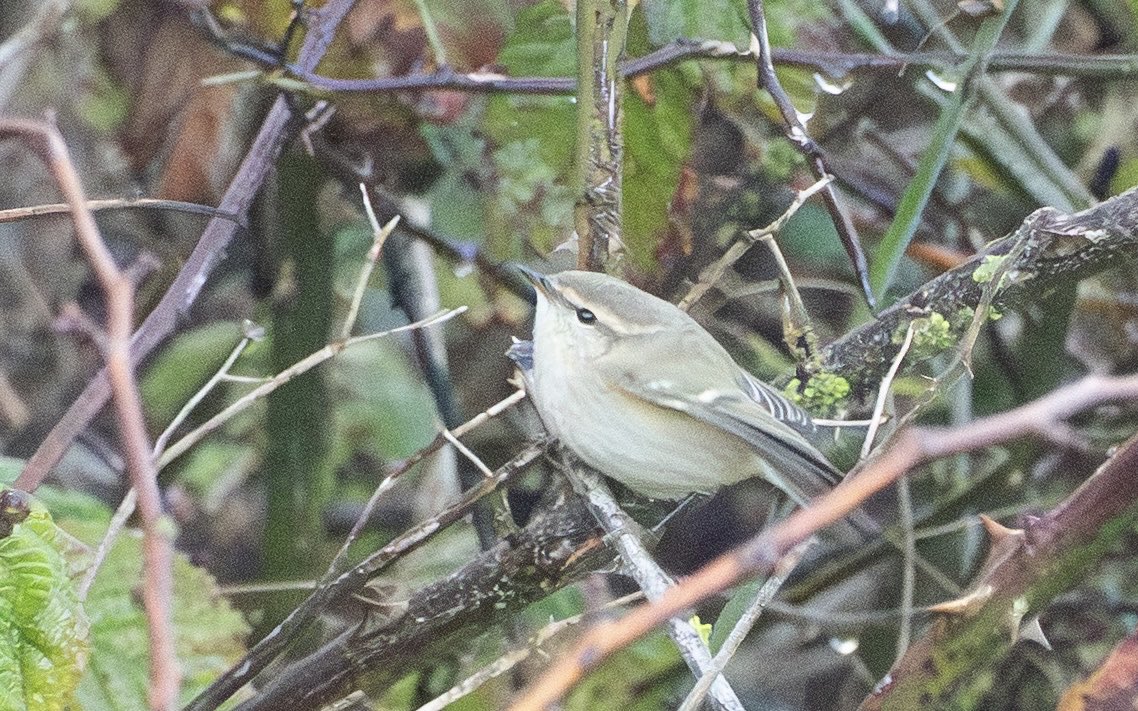 So happy to finally clinch this Hume’s Warbler at Spurn today! My first BB rarity find, still buzzing 😅😅
