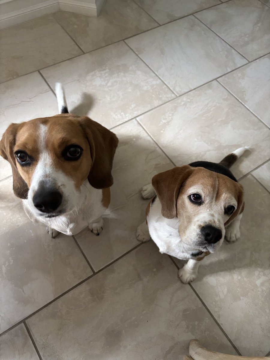 jennyweld's tweet photo. @LaraLeaTrump Maggie and Lita say hi!! Beagles rule! https://t.co/srGr6jwy01