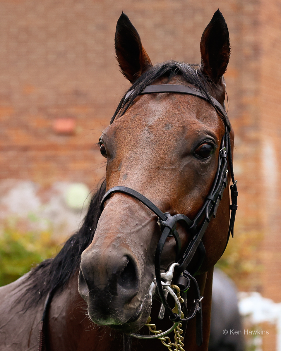 Aidan O'Brien's The Lion In Winter.