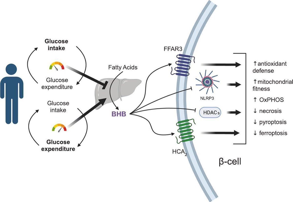 Ketosis for the treatment of diabetes to protect β-cell health. metabolismjournal.com/article/S0026-…