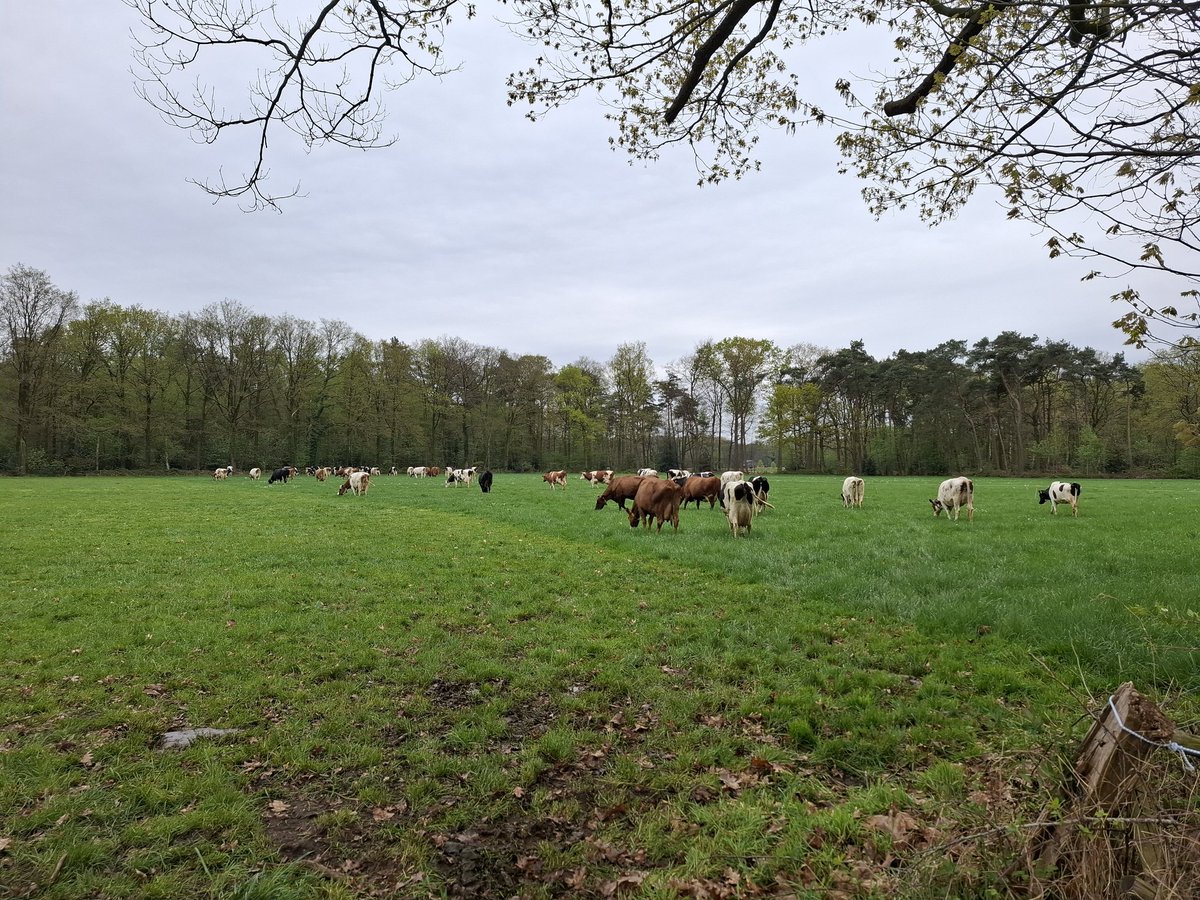 Dinand Bruggert tweet media