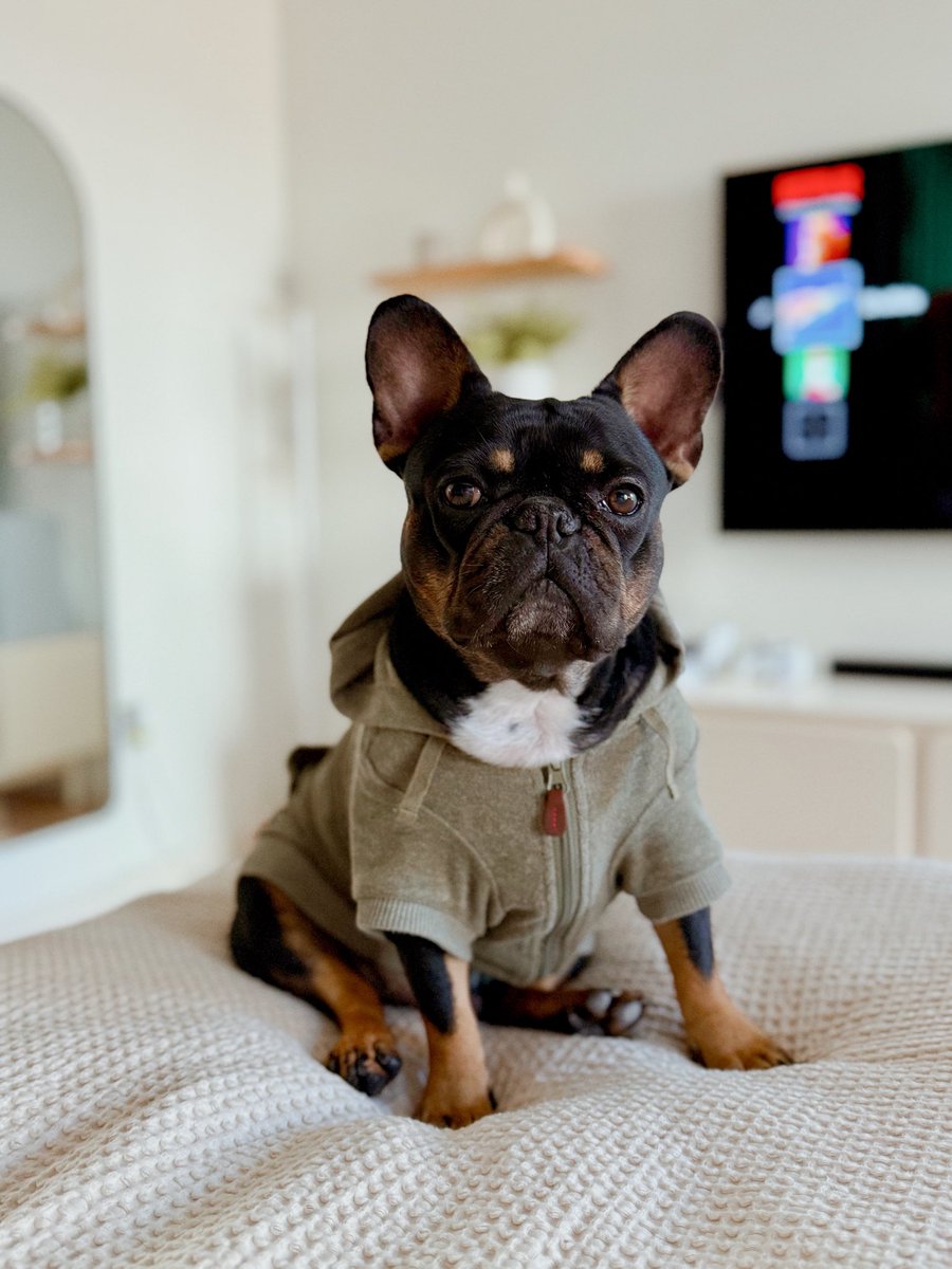 Today Chimi turns 3!! 🥳

It’s hard to believe how far he’s come.

He started life with a rough, tragic beginning, but somehow turned all that pain into pure love. He’s the sweetest, most gentle soul, and we’re so lucky to call him our family member. 🐾♥️