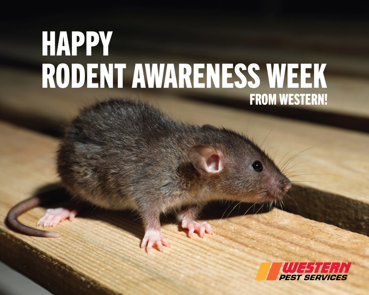 WesternPestSrvc's tweet image. #RodentAwarenessWeek: Sometimes the best way to stay ahead of pests is to keep an eye on them from afar. Western’s unique pest remote monitoring program frees up time and helps improve the efficiency of your pest control technician. Learn from the pros: bit.ly/47VboHb