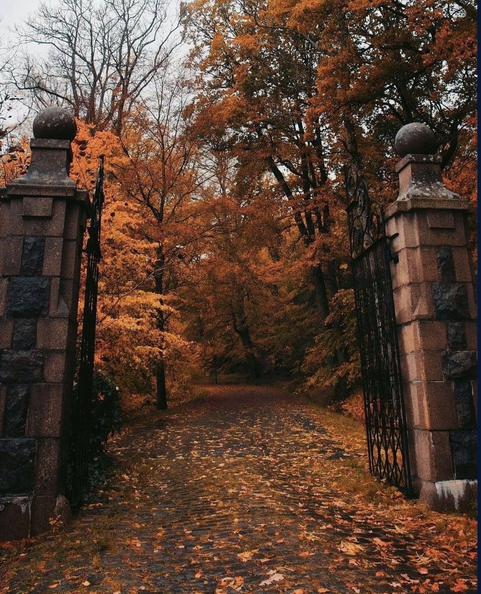 NostAcademia's tweet image. Autumn 🤎
