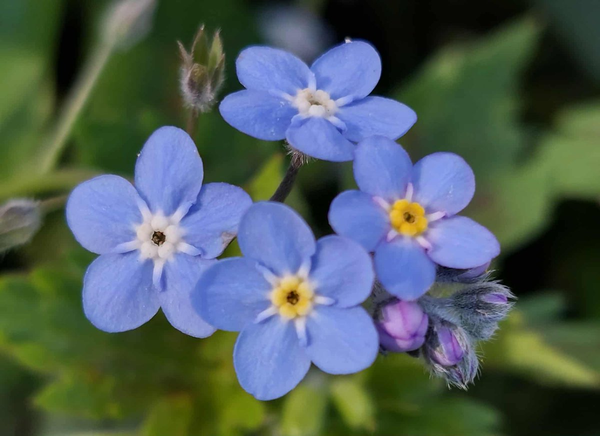GabyLynch9's tweet image. Now do I wait for #GardensHour or get up and go for a walk? 🤔 It's a hard life sometimes.... #JustKidding 🤭 #TuesdayBlue