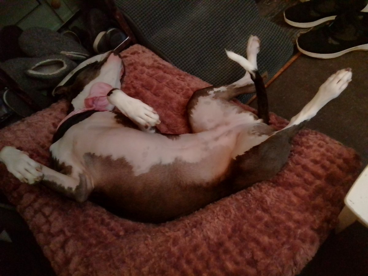 LebrockTony's tweet photo. Monπ
Madam Riley'sπ
Wood!
ππΎπππππ€£πππΎπ
#MorningGlory #dogposing #morningwood #funnydog
#dogshowdivas #funnypic #pittielife #dogqueen #pibble
#MadamRiley https://t.co/j9ADiursOt