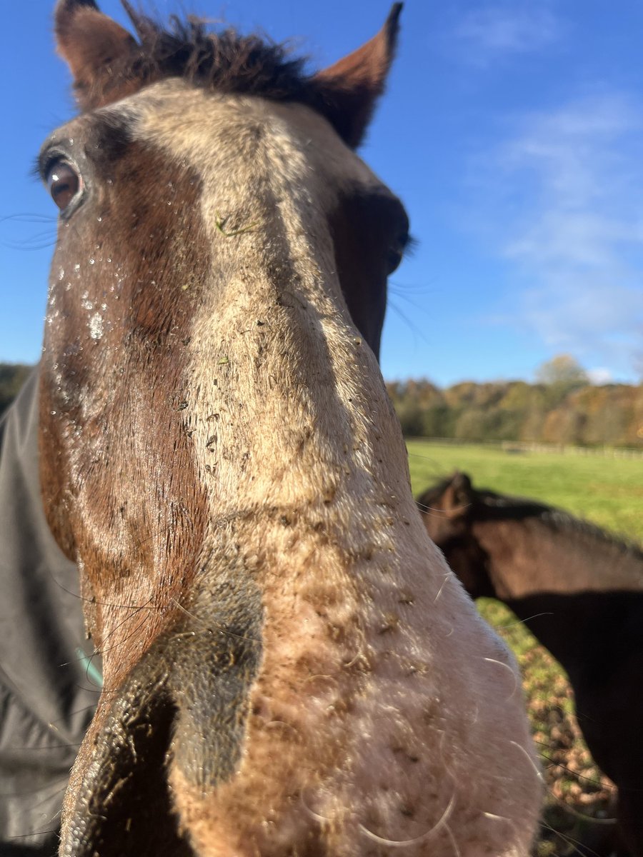 prauska's tweet photo. Never dull moment with my two ladies 🙈Harriet had probably mud spa day  and Cindy is practising to join the circus 🤡  #studlife #weanlings https://t.co/Y5xnEIQSdQ