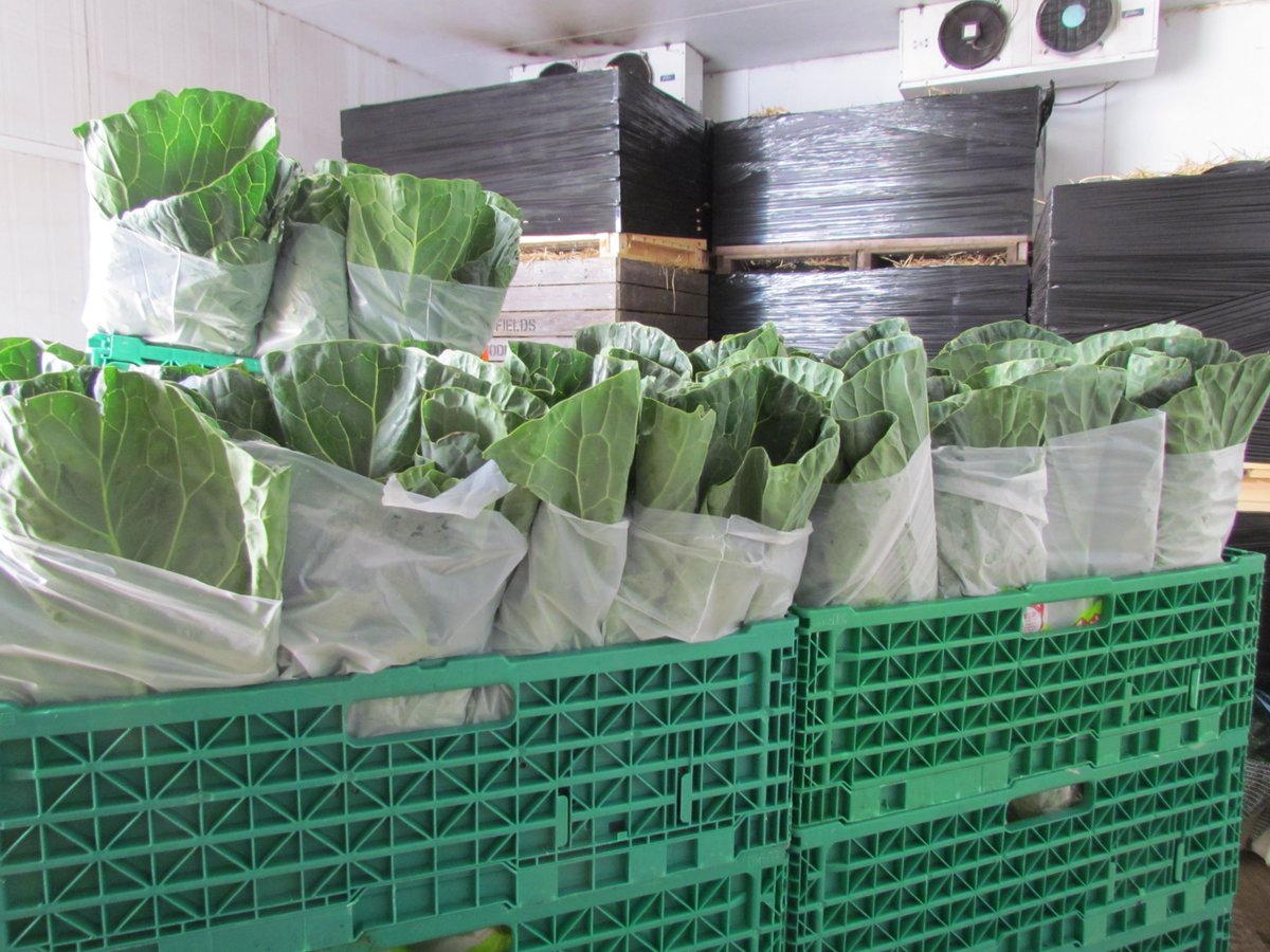 First cut of new season spring #greens, looking pretty perfect!  Off to <a href="/UnicornGrocery/">UnicornGrocery</a> tonight