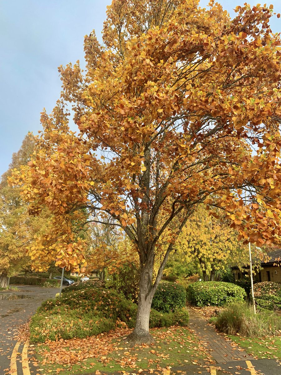 tompolkey's tweet photo. This time of year is not a favourite of mine at all due to longer dark days but loving the colours of autumn as demonstrated in these captures taken today 20/10/2025 #autumn #autumnvibes #autumncolours #autumndays #autumncapture #autumnseason #autumntime #autumnphotography https://t.co/nhynP6JKmA