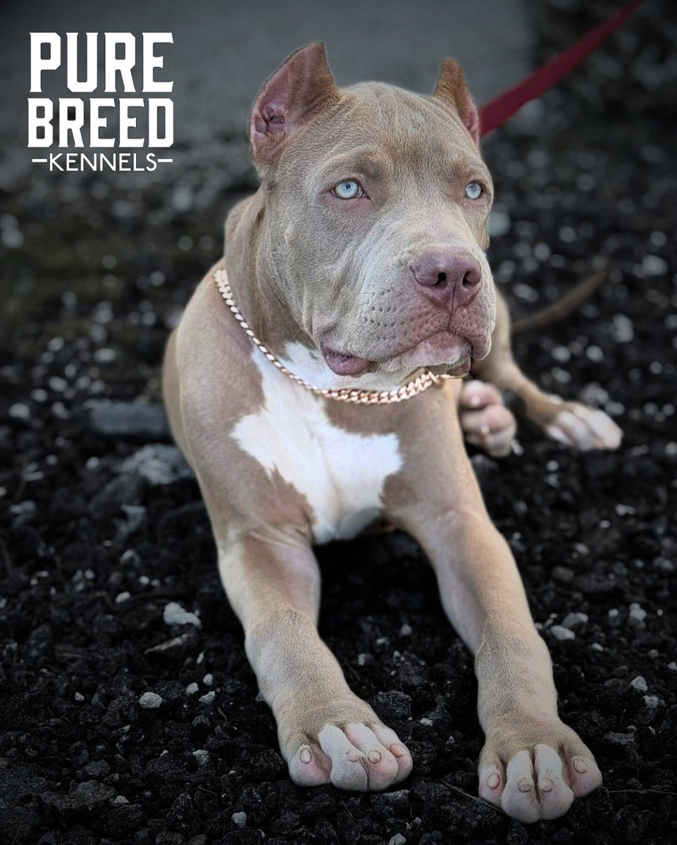 purebreed242's tweet photo. 🐶🐾🐾  #purebreedkennels https://t.co/frVn4hRtC2