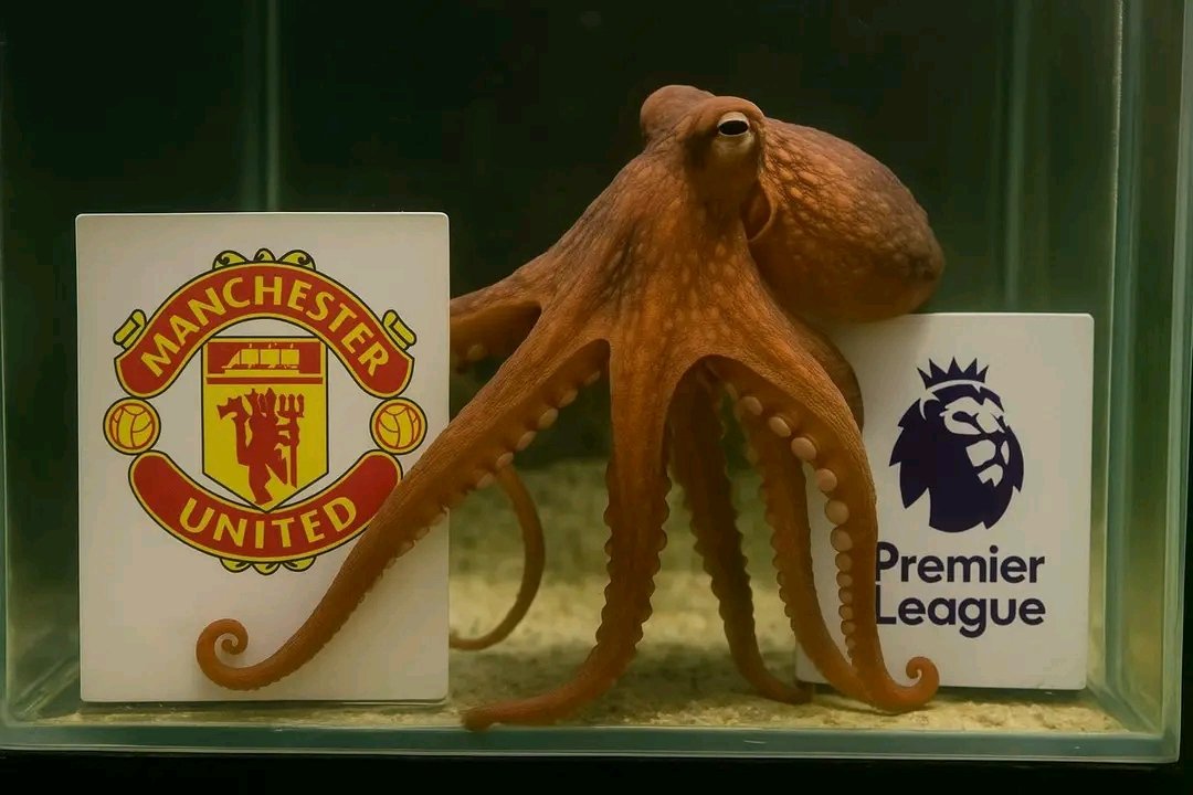 UtdBloke_'s tweet image. BREAKING🚨🚨
The same octopus that correctly predicted Argentina to win the World Cup has now picked Manchester United to win the Premier League. 🐙