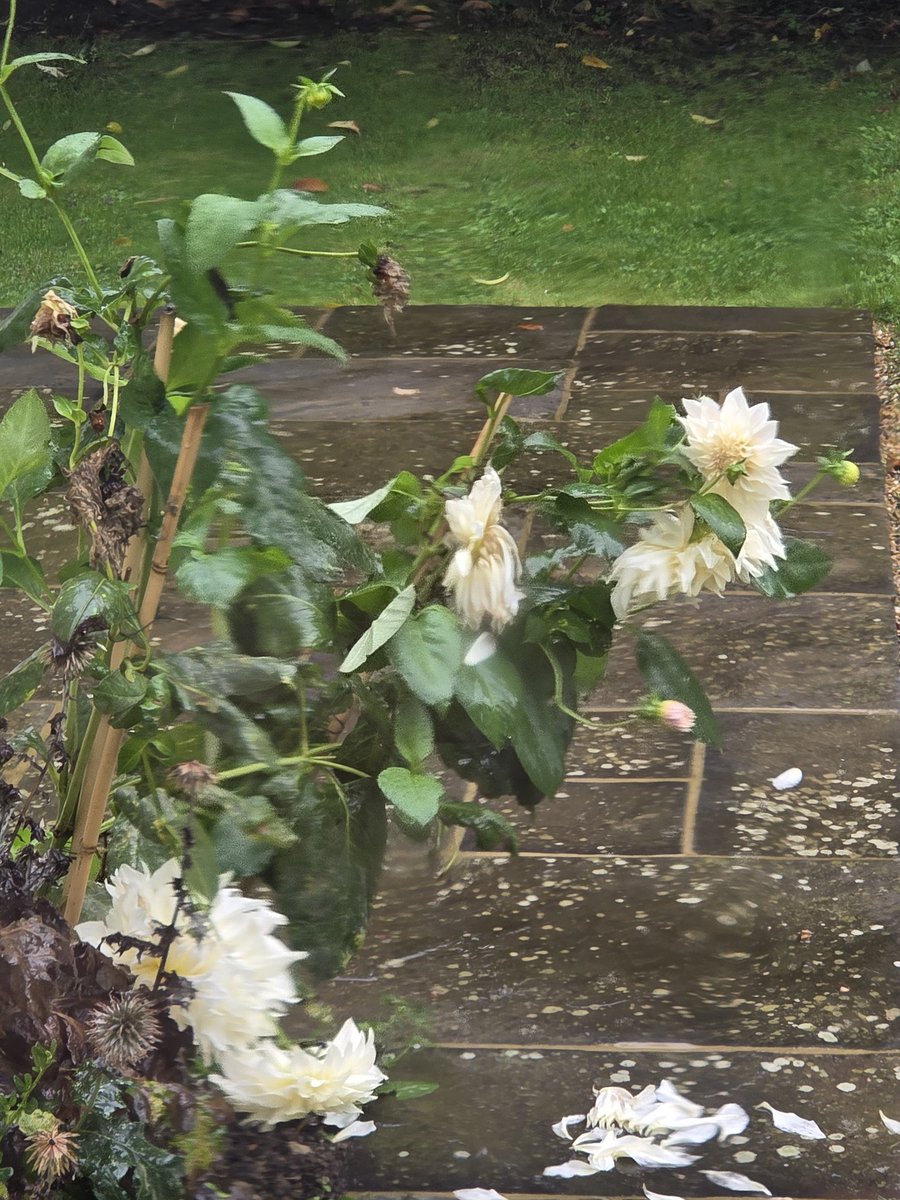 Oh dear rather a sad scene today