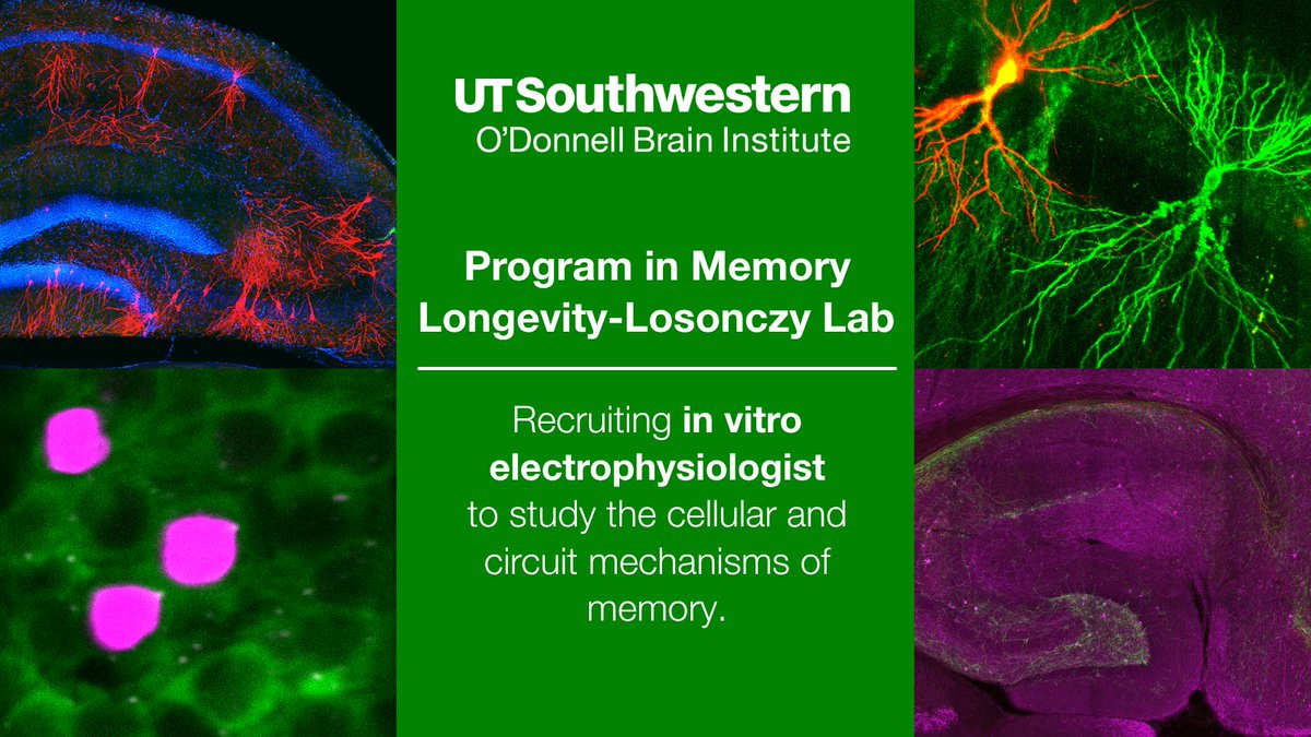 UTSWBrain's tweet image. The Losonczy Lab in the new OBI Program for Memory Longevity seeks #postdocs, including an in vitro #electrophysiologist to explore the synaptic and dendritic basis of learning using physiological and imaging tools. #optical-imaging #PatchClamp Learn more: bit.ly/3L0sry3