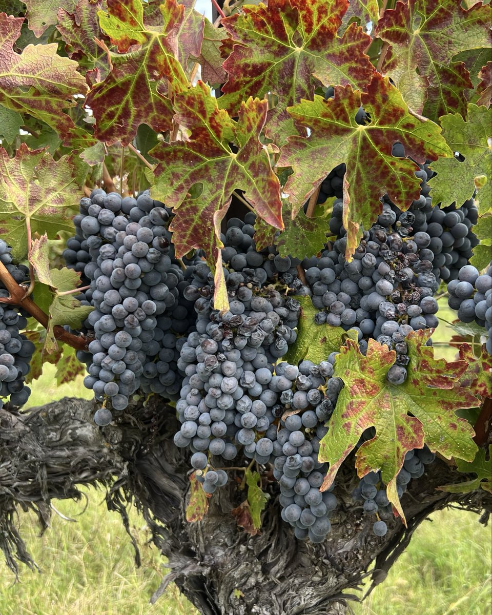 RetzlaffWine's tweet photo. 🍇 The Last Harvest of 2025! 🍷

It’s the grand finale of harvest season at Retzlaff Vineyards! Join us this Saturday as we wrap up our 2025 crush. Taste the fresh grape juice, watch the winemaking magic in action, and see firsthand how our fine wines come to life. https://t.co/Ms3VcQ0nQ0