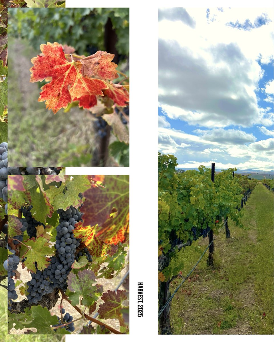 RetzlaffWine's tweet photo. 🍇 The Last Harvest of 2025! 🍷

It’s the grand finale of harvest season at Retzlaff Vineyards! Join us this Saturday as we wrap up our 2025 crush. Taste the fresh grape juice, watch the winemaking magic in action, and see firsthand how our fine wines come to life. https://t.co/Ms3VcQ0nQ0