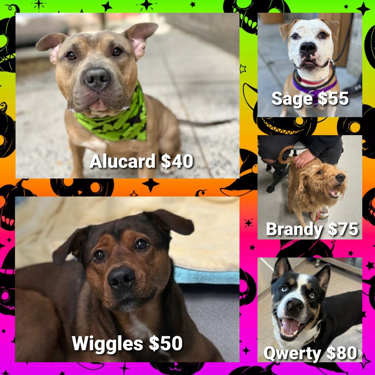 Julie🌻🐾 tweet media