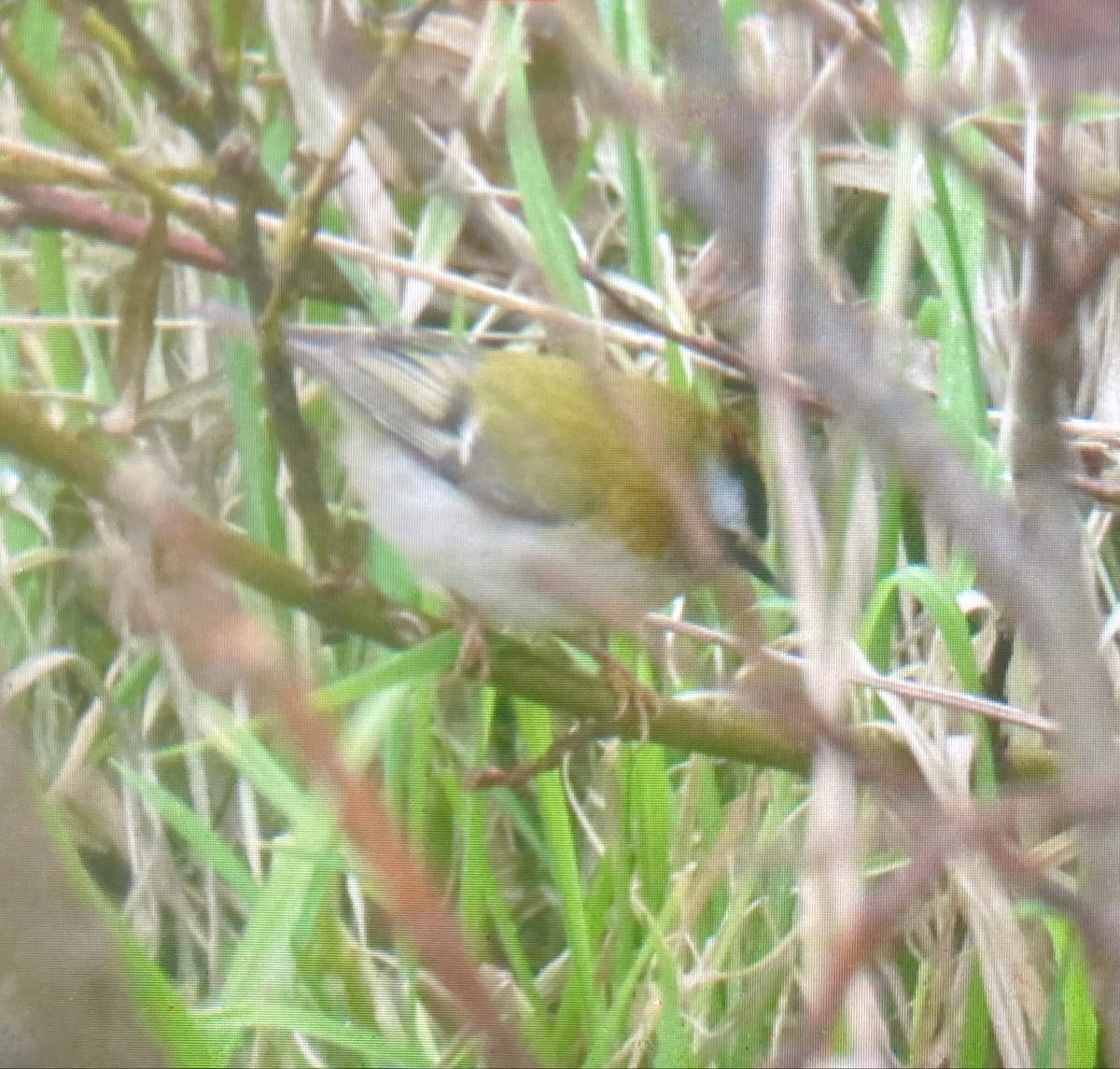 alpine_swift_'s tweet image. A brilliant couple days on North Ronaldsay with Pallas’s Warbler and Firecrest being the best birds. 

Really nice to have great views of both species.