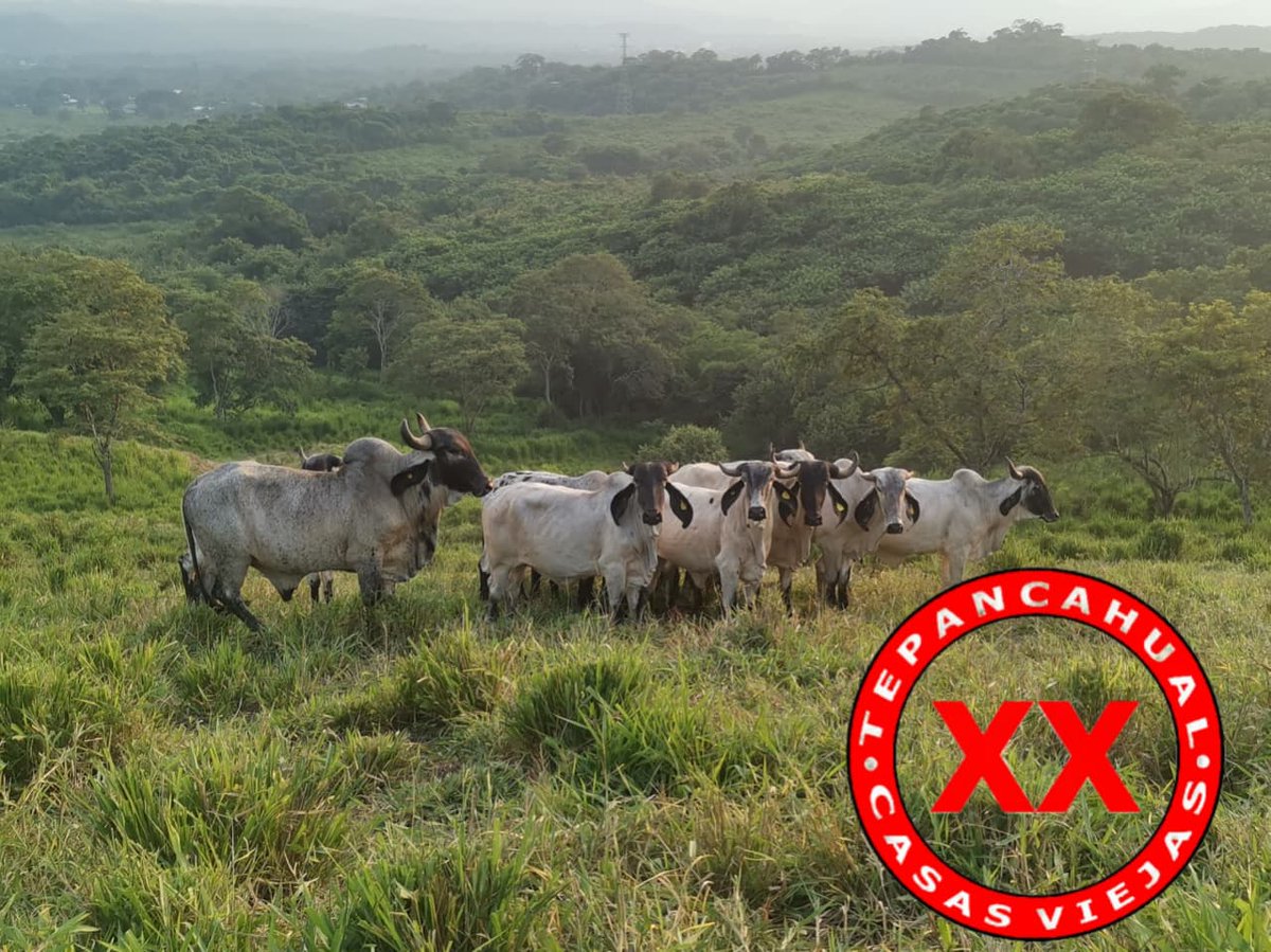 Ranchosybrechas's tweet photo. Ganado Sardo Negro, Rancho Casas Viejas. Chiconamel, Veracruz.
.
.
.
.
#rancho #ranchlife #postalesdelcampo #ganado #cattle #ElCampoNoPara #SoyRanchero #Huasteca #Veracruz #Chiconamel #RanchoCasasViejas #SardoNegro https://t.co/7MF4cT2DDw