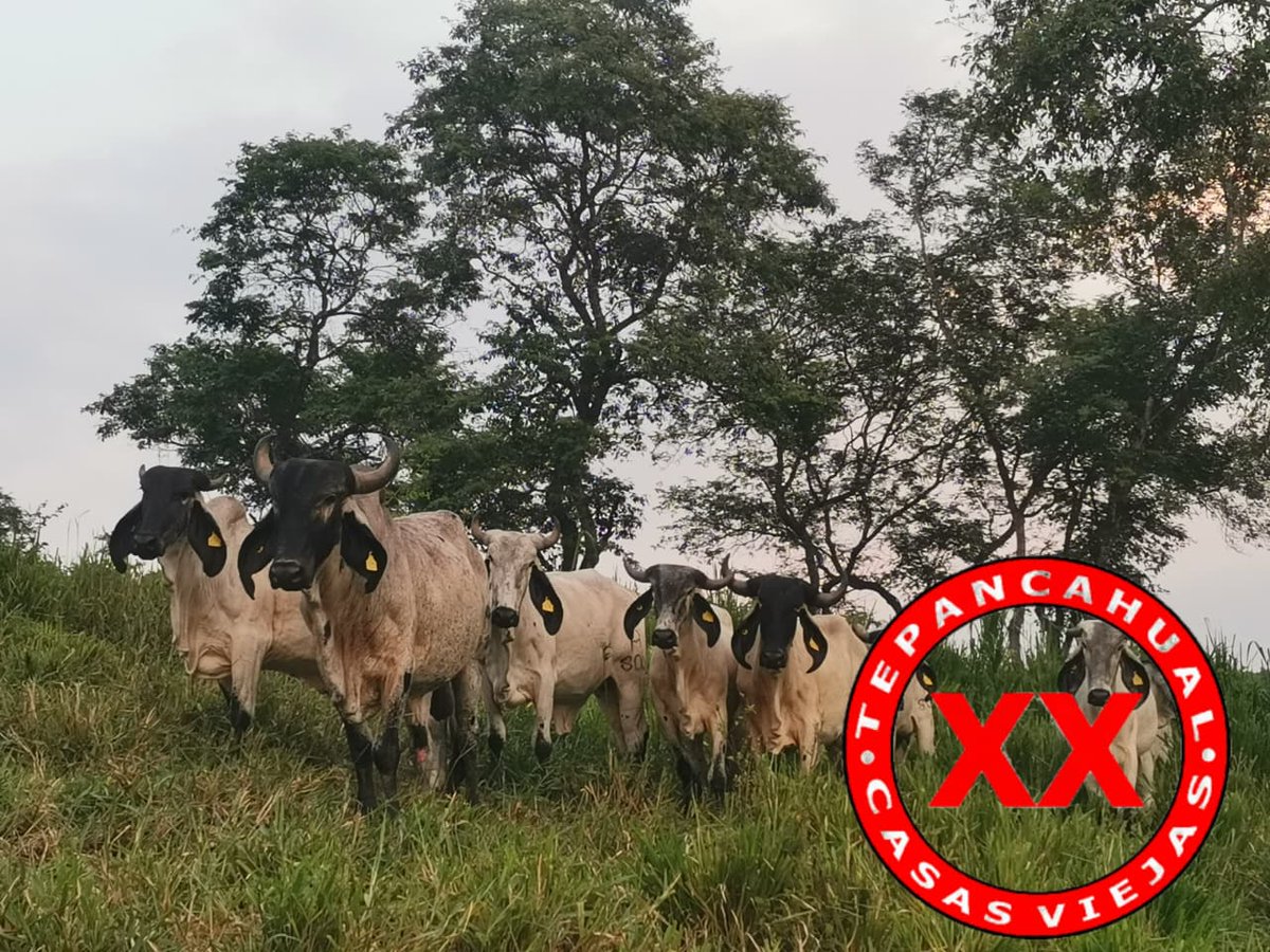 Ranchosybrechas's tweet photo. Ganado Sardo Negro, Rancho Casas Viejas. Chiconamel, Veracruz.
.
.
.
.
#rancho #ranchlife #postalesdelcampo #ganado #cattle #ElCampoNoPara #SoyRanchero #Huasteca #Veracruz #Chiconamel #RanchoCasasViejas #SardoNegro https://t.co/7MF4cT2DDw