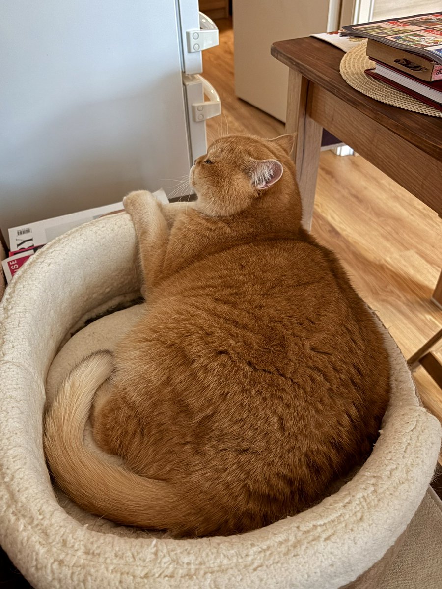 Маленький жубличек мой плюшевый