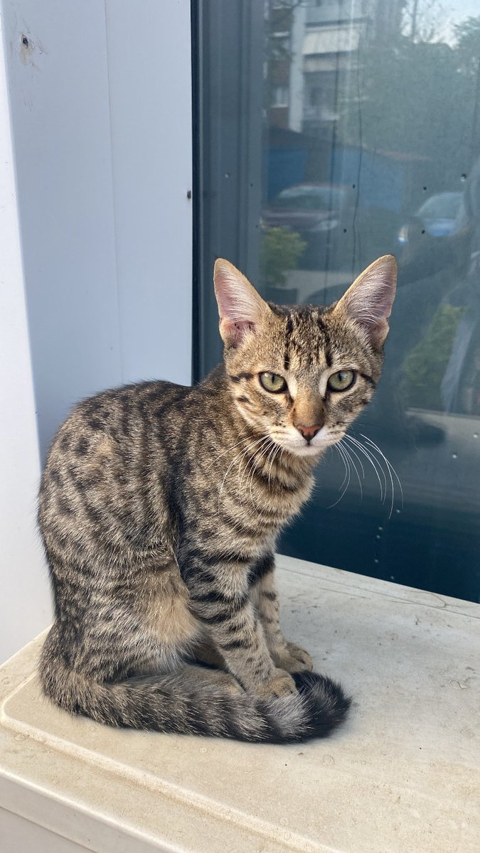 4 günde sadece 15 rt almış