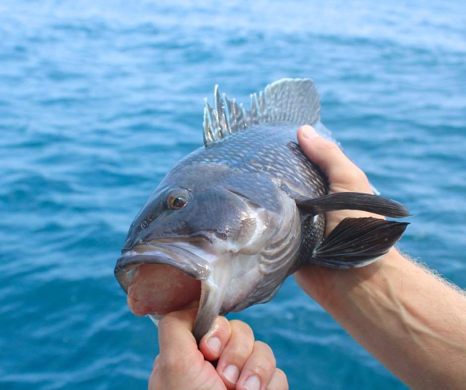 SAFMC (@safmc) on Twitter photo The Council’s Scientific and Statistical Committee meets Oct. 21 through Oct. 23. They plan to discuss SEDAR process modifications, the South Atlantic tilefish assessment, black sea bass stock structure, and more. Check out the agenda for more info: safmc.net/events/oct-202… The Council’s Scientific and Statistical Committee meets Oct. 21 through Oct. 23. They plan to discuss SEDAR process modifications, the South Atlantic tilefish assessment, black sea bass stock structure, and more. Check out the agenda for more info: safmc.net/events/oct-202…