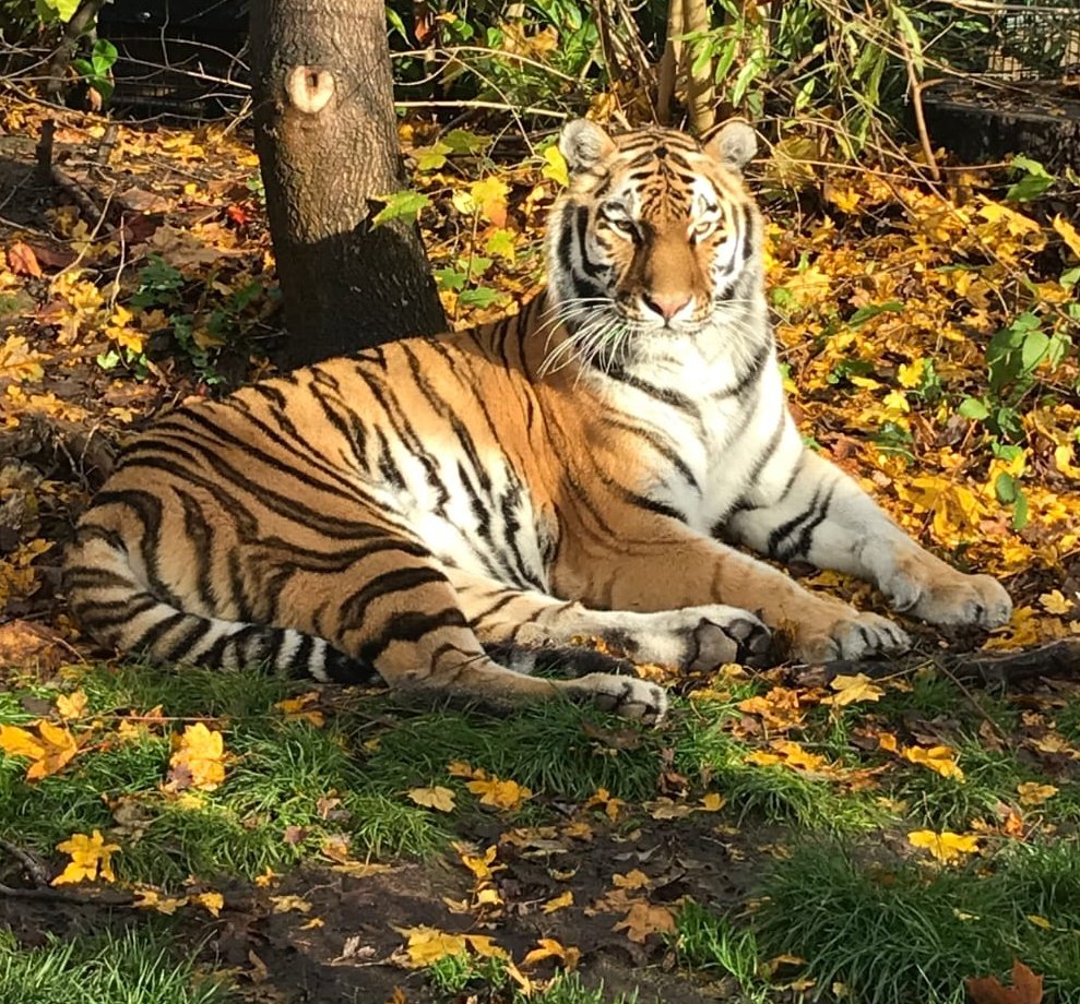 Chessington Buzz tweet media