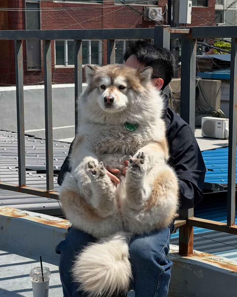 dog_rates's tweet image. This is Comoong. She has a whole dog park to run around in. Prefers to sit like this the entire time instead. 13/10