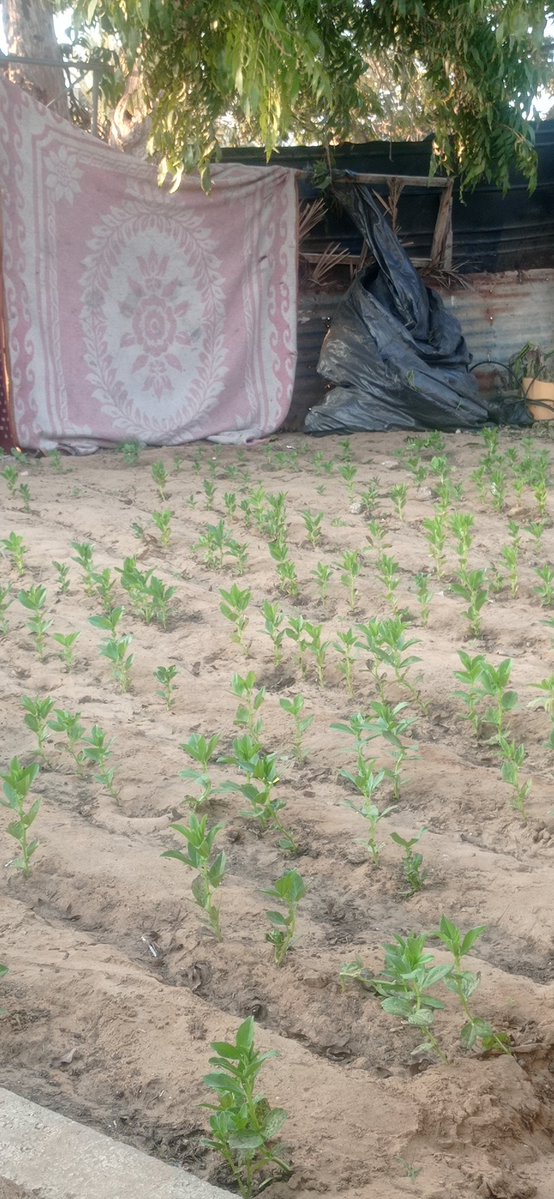 I try hard to exploit anything to support my family despite the scarcity of water and rain, until I use the water from washing dishes to refresh these plants with water. I feel let down by many. I am not a number, I am a human being like you. 🙏