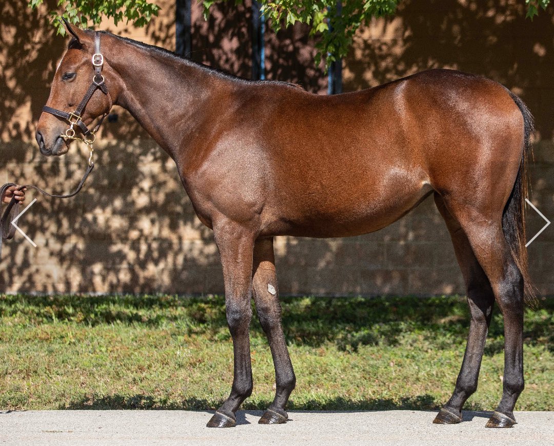 phillips_farm's tweet photo. We love our Omaha Beach homebred filly! She is a stunner! 😍 https://t.co/2mlBNUU4YW