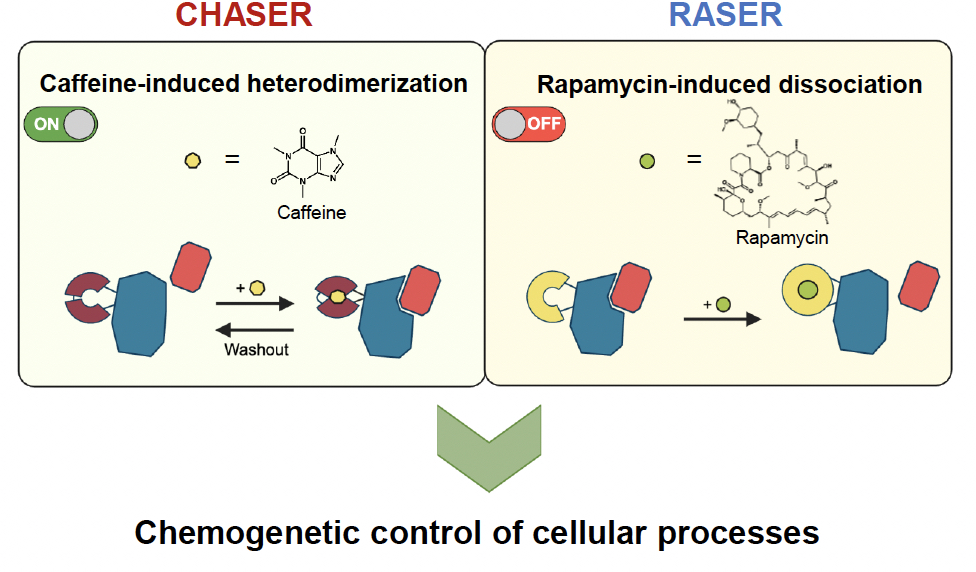 @zhoulaboratory Our latest work on #nanobody #chemogenetics introduces Caffebody and Rapabody — molecular switches controllable by caffeine ☕ or rapamycin 💊 for precise ON/OFF control of protein interactions. | Chemical Science pubs.rsc.org/en/content/art…