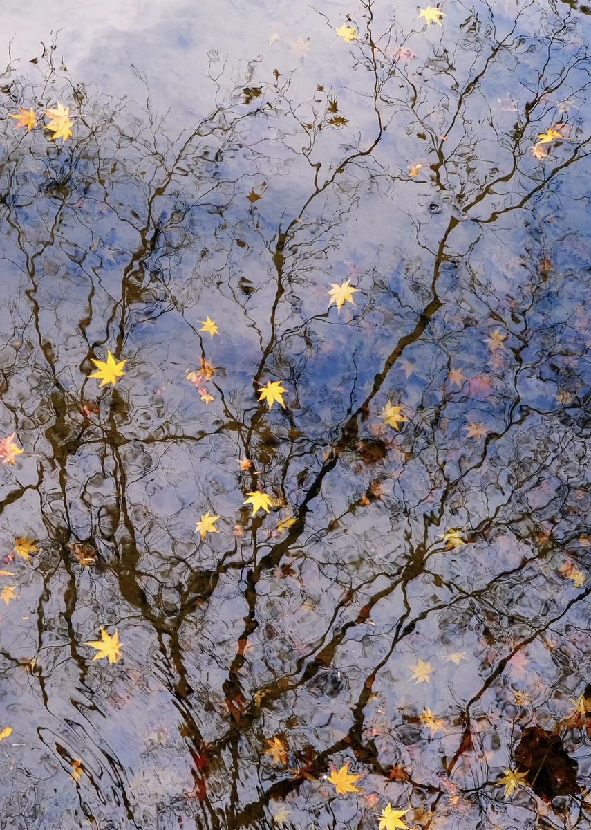 mdismai13204225's tweet image. Autumn whispers through the still water 
leaves drifting like thoughts that never settled.

#AutumnReflections #FallenLeaves #QuietMoments #NaturePoetry #PeacefulVibes #StillnessInNature