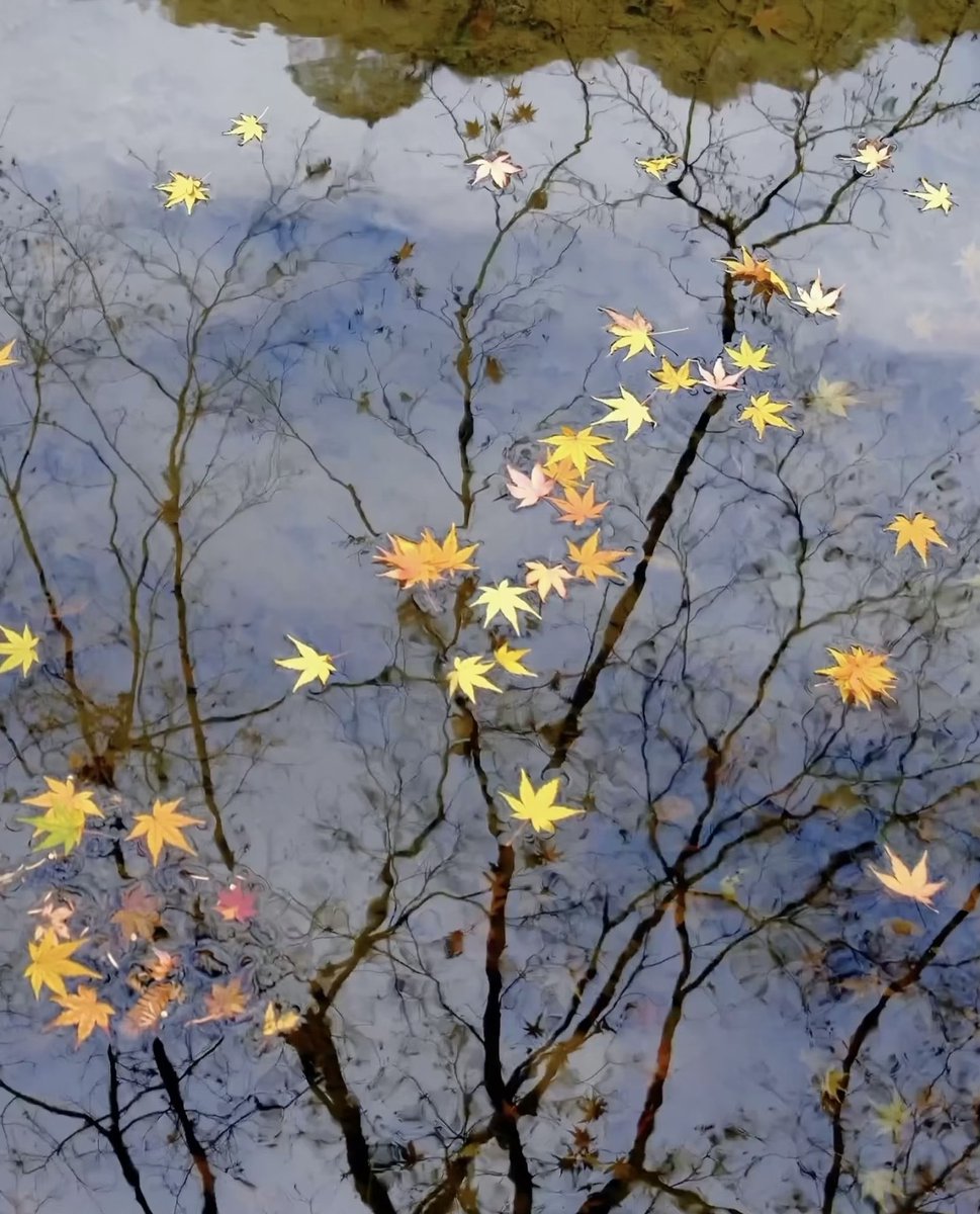 mdismai13204225's tweet image. Autumn whispers through the still water 
leaves drifting like thoughts that never settled.

#AutumnReflections #FallenLeaves #QuietMoments #NaturePoetry #PeacefulVibes #StillnessInNature
