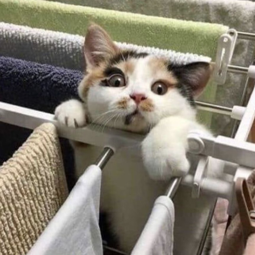 PunchingCat's tweet photo. https://t.co/P1DbSNKxDN