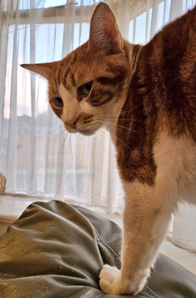 🐈💕😍 Goodnight to all my fur friends sweet dreams 💤 love from Rusty 😍💕🐈

#CatsOfTwitter #CatsOnTwitter #Cat #cats