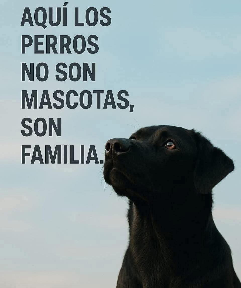 Sabueson's tweet image. Yo lo creo y uds ?