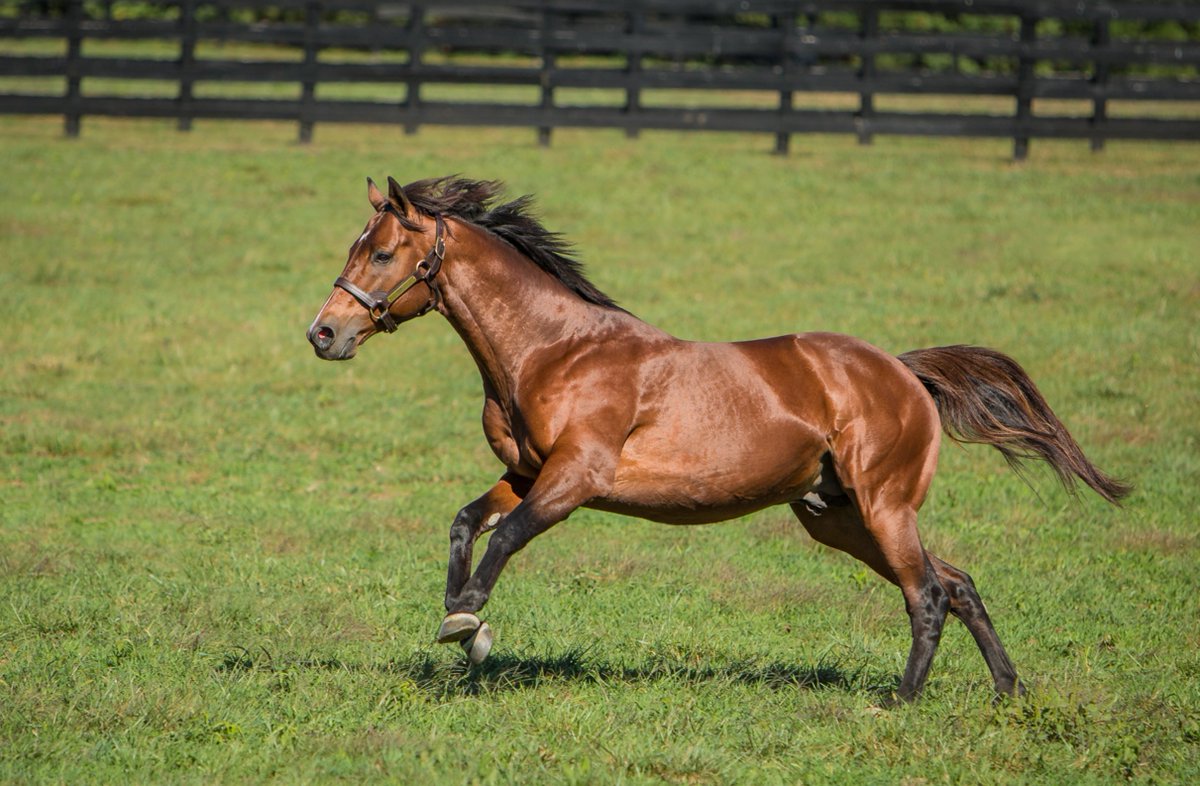 WinStarFarm's tweet photo. Hip 176 by AUDIBLE is #MakingNoise ๐ข at the @FasigTiptonCo October Yearling Sale as she sells for $130,000!
Congratulations to buyer, Taproot, Agent for Rebel Racing & Rock Fence Racing! https://t.co/BNCfaVDs33