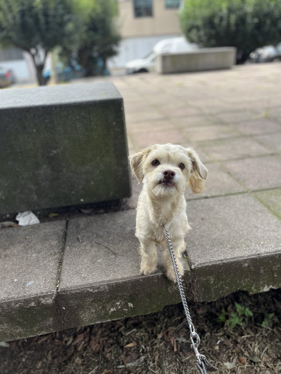 Violeta.😍

9 meses,talla chica,se entrega con protocolo completo.

Súper cariñosa,convive bien con otros perritos. 🐶 
Estamos en CDMX.