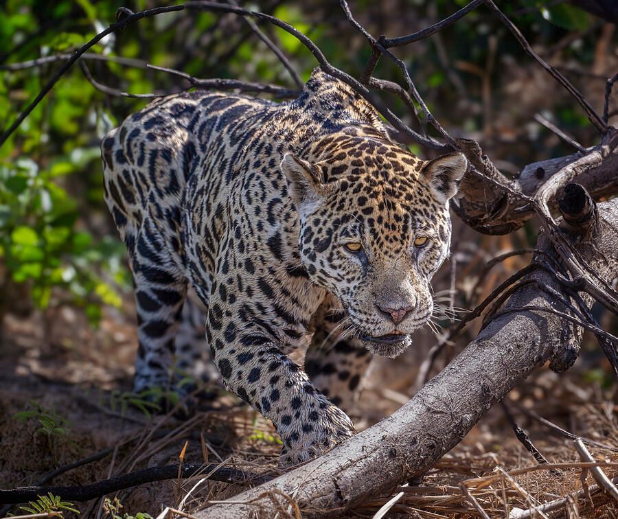 joancarroll's tweet image. Jaguar on the Prowl Pantanal Brazil! buff.ly/3yqqZPy #jaguar #bigcat #wildlife #wildlifephotography #pantanal #brazil #spotted #nature #animals #cats #hunting #artforsale #wallartforsale #giftideas @joancarroll