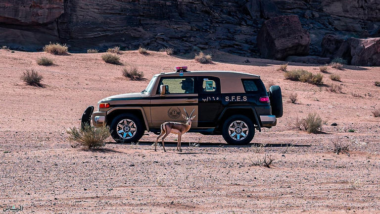 لو لا وجود الأمن يا الريم خلفك
و قفتك  هذي  كان  ما  تاقفها
#فيصل_بن_جلوي