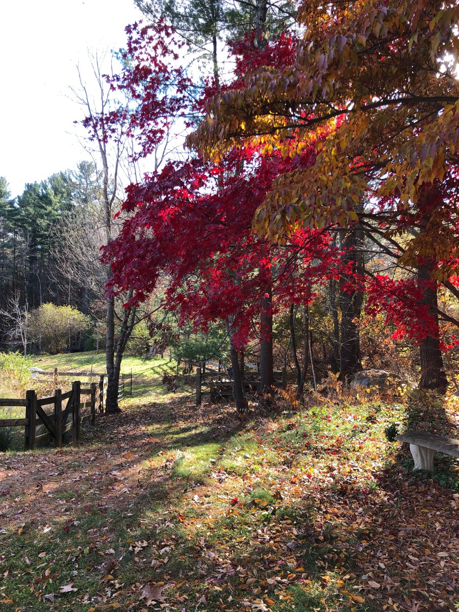 Wordsworth- and a walk outside- helps me believe it: good will always triumph over evil. Am Yisrael Chai