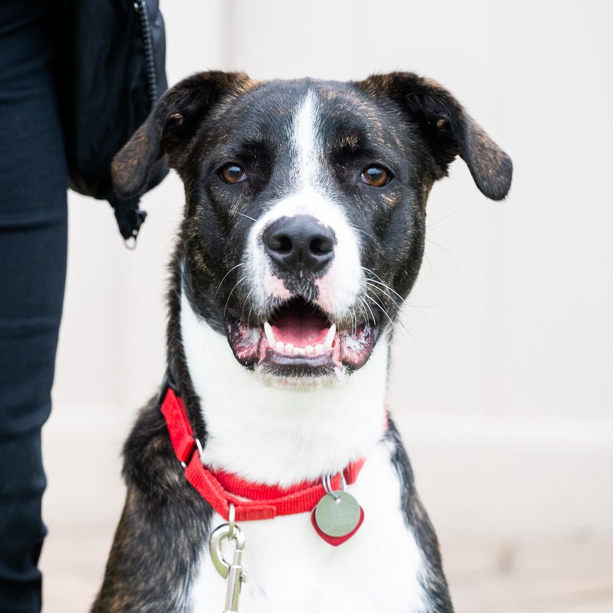 thedogist's tweet photo. ADOPTABLE dogs at @AnimalLeague ! I had the pleasure of meeting several long-stay dogs at @AnimalLeague that could use the extra attention: Bobby (7 y/o), Hunter (1 y/o), Nebula (1 y/o), and their Employee of the Month: Lucky (4 y/o).

https://t.co/fdoSvGzNzl https://t.co/4dZSHBHLhZ