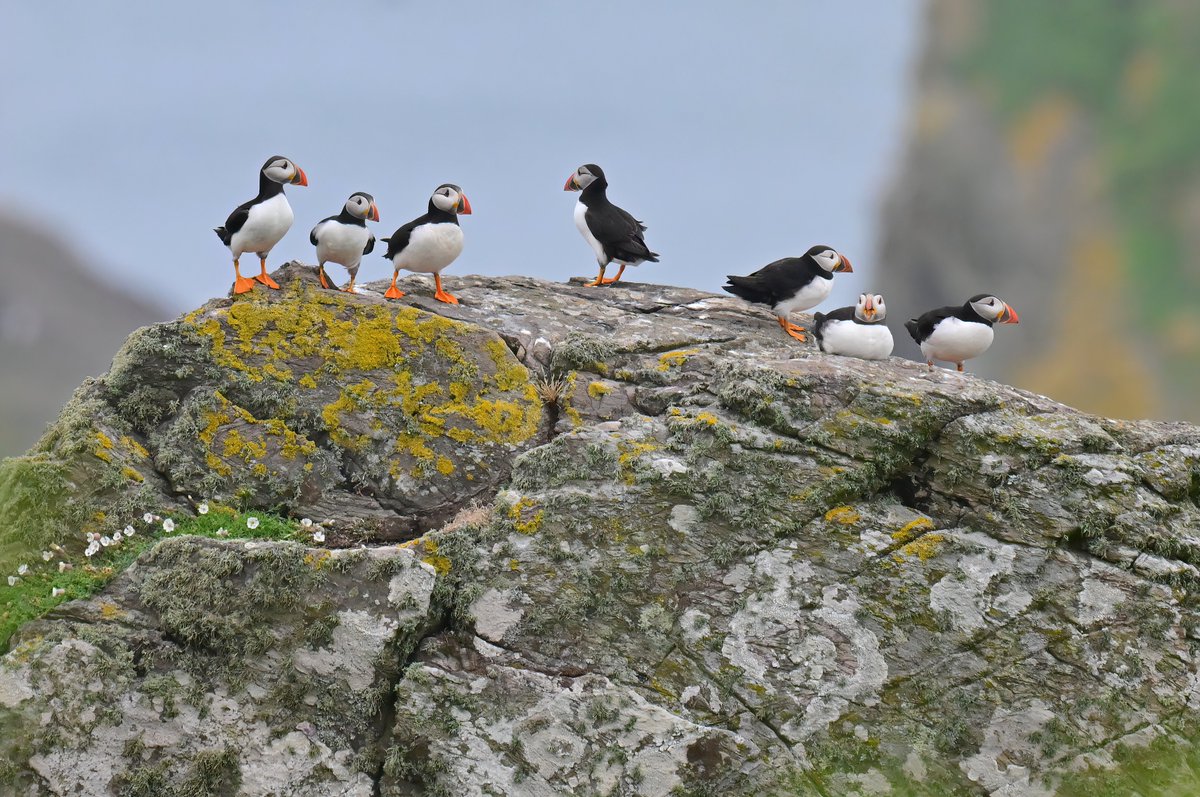 Puffins on a rock! 😍
#TheDailyPuffin 🐦