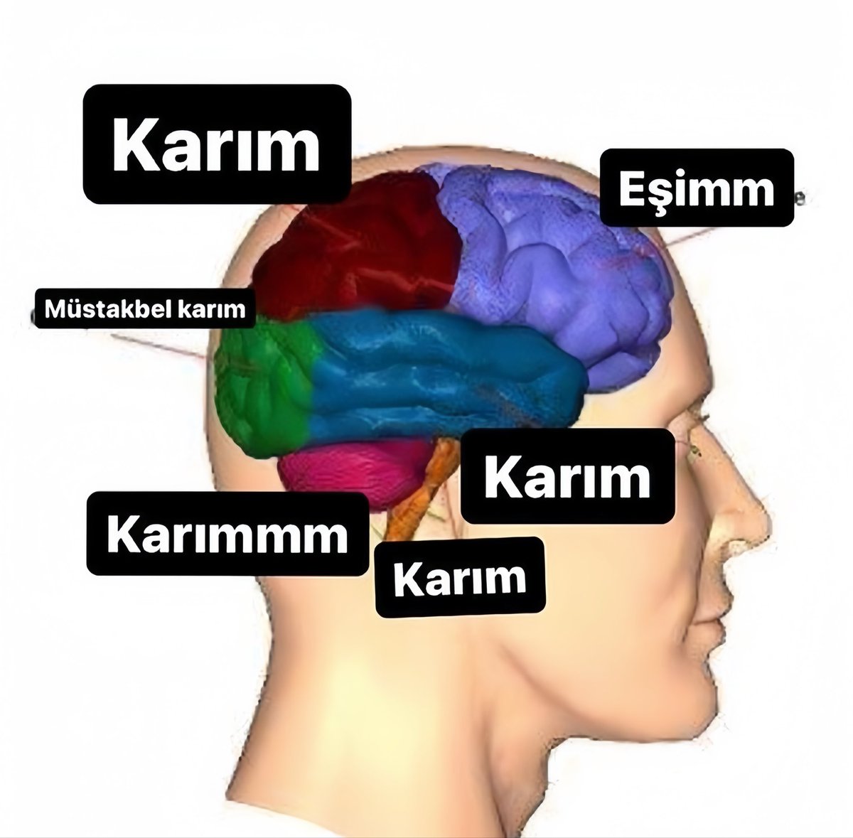 ideal erkek beyni nasıl mı olmalı..