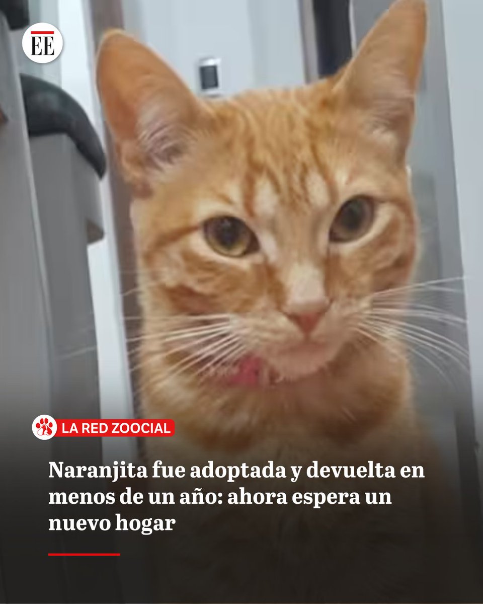 Después de seis meses de haber sido adoptada, Naranjita, una gata rescatada en Chía, fue devuelta a la fundación que la salvó. Su familia alegó que no podía llevarla consigo “porque se va de viaje”👉trib.al/bRrzYHy