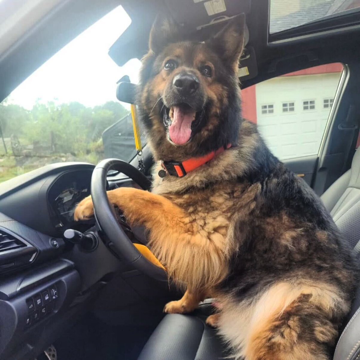 We're entering another week of #SNELovesPets! Help us reach our goal of raising $75,000 for local animal shelters! Include the hashtag #snelovespets in all your posts, and we'll donate $10 per post!