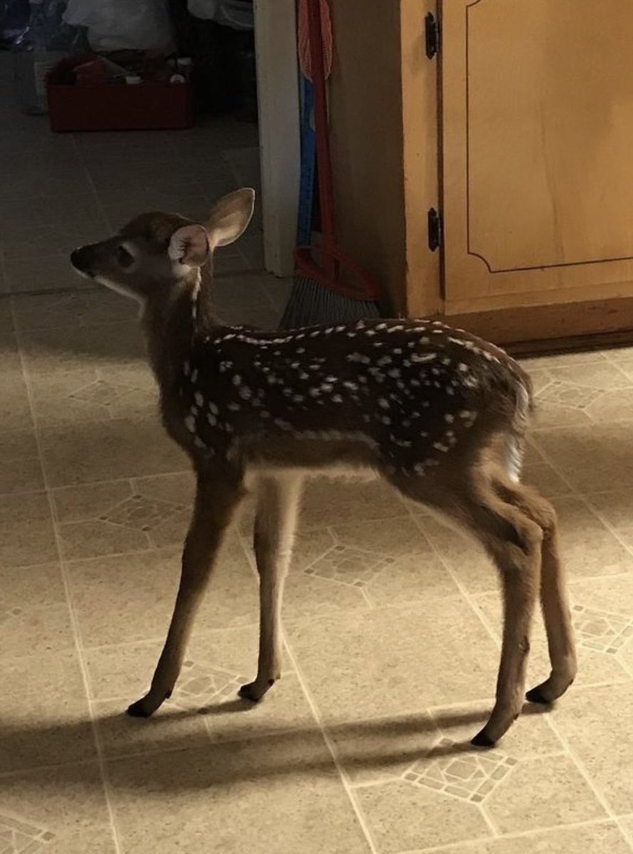 got that deer in me