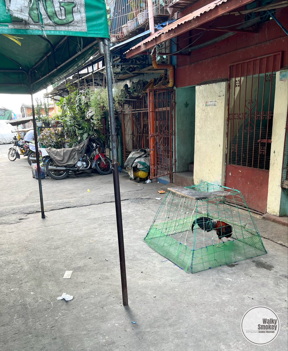 WalkySmokey's tweet photo. Morning in the slum means roosters singing from every corner — the best kind of alarm clock we can’t turn off. 🐓☀️
#ShareTheAbundance #CommunityStrength #Slum #Hope #Baseco #Manila #Philippines #SmokeyMountain https://t.co/RE8HKVAMEM